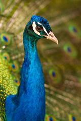 Fototapeta premium Peacock