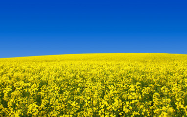 Weites Rapsfeld