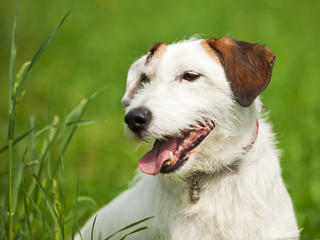 rough-coated Jack Russell Terrier portrait