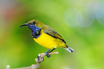 Male Sunbird On A Perch