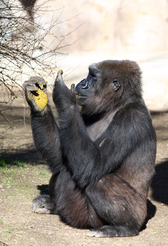 Gorila comiendo mierda