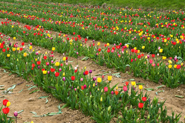 Tulpenfeld