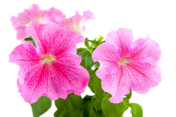 Pink petunia
