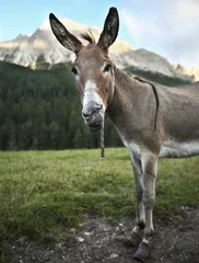 Afwasbaar Fotobehang Ezel schattige en grappige ezel die buiten op een landbouwgrond staat en staart