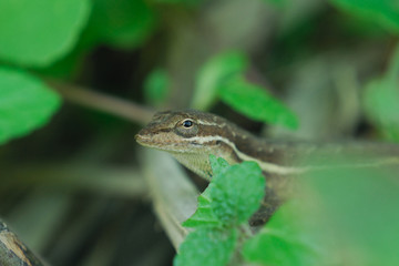 Anolis auratus - (Polychrotidae sauria)