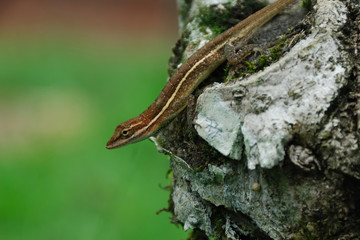 Anolis auratus - (Polychrotidae sauria)