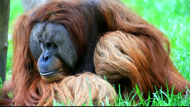 Orangutan