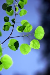 Fresh young leaves of green against the sky