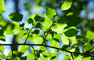 Fototapeta na wymiar Fresh young leaves of green against the sky