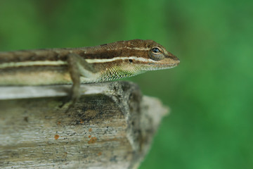 Anolis auratus - (Polychrotidae sauria)