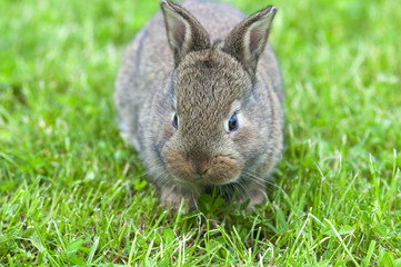 brauner hase nah