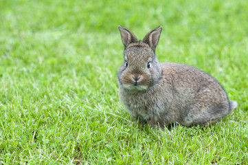 brauner hase