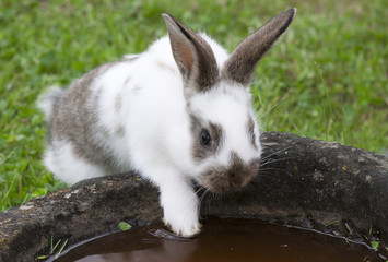 hase am wassertrog