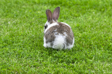geflecker hase von hinten