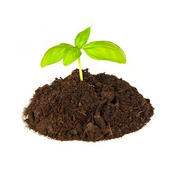 Basil Plant