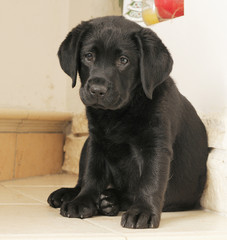 LABRADOR