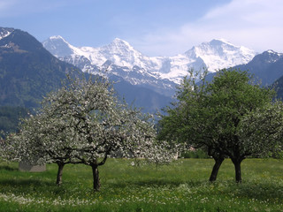 blossoming trees in front of snow capped mountains