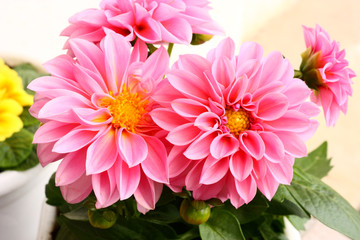 Fototapeta premium Two dahlias