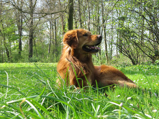 Golden Retriever im Gras