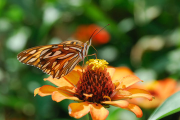 Passion butterfly - (Agrulis vanillae)