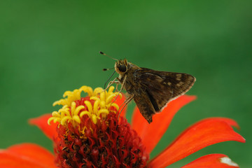 Hylephila phyleus - (Fiery skipper)