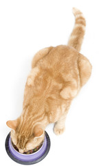 Ronnie Eating Dinner