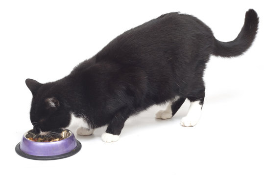 Reggie Eating Dinner