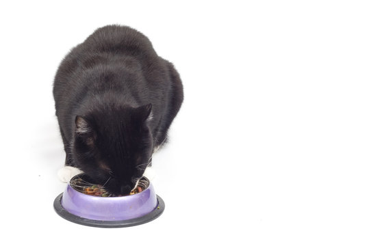 Reggie Eating Dinner