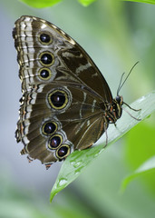 blue morpho butterfly