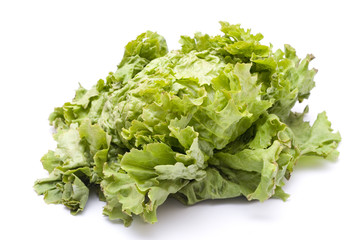 Green Battavia Lettuce