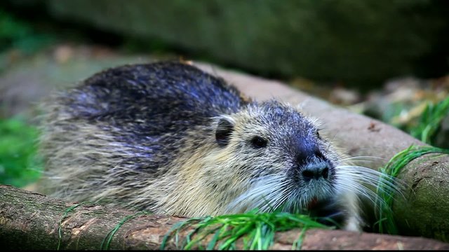 Nutria