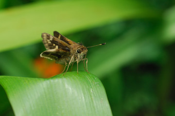 Hylephila phyleus - (Fiery skipper)