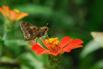 Hylephila phyleus - (Fiery skipper)