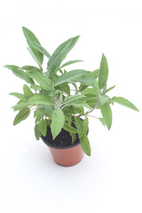 Sage Potted Plant