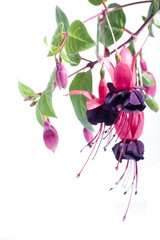 Fuchsia Plant