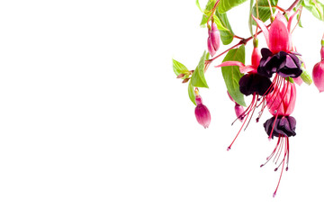 Fuchsia Plant Border