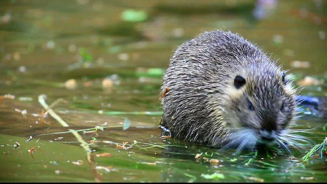 Nutria
