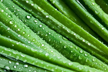 Leaves of onion closeup with water drops