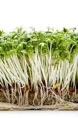 Organic Cress