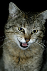 Obraz premium meowing