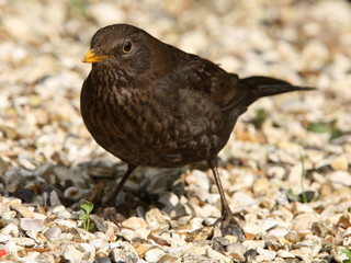 Portrait of a female Blackbird