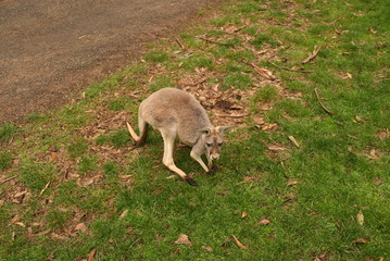 Kangaroo