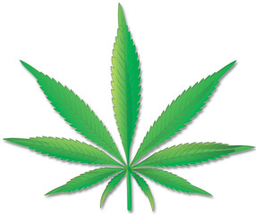 Cannabis leaf on a white background