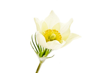 подснежники - первые цветы - на белом фоне