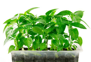 green leaves with drops isolated