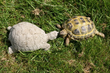 Tortoises; one real, one concrete