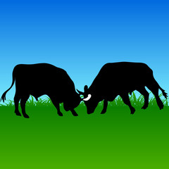 Fight bull