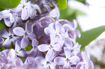 lilac flowers