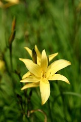Fototapeta premium gelbe Taglilienblüte (hemerocallis)