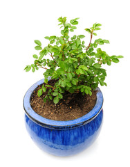 Fototapeta premium patio plant